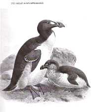 grand pingouin, par Keulemans